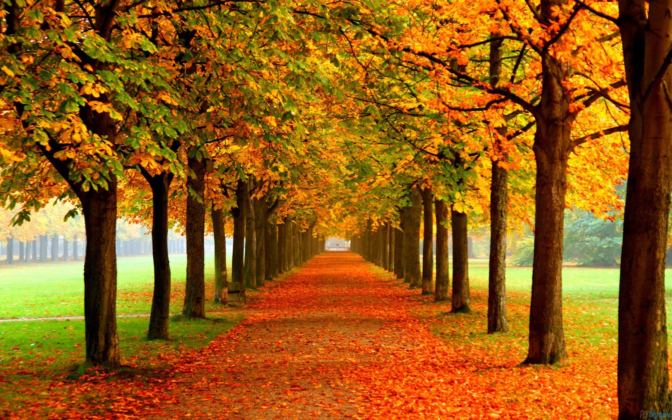 Autumn Pathway